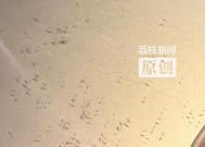 杭州一顾客就餐发现餐桌上一堆蛆在爬，店方：已给客人免单